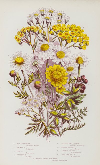 Flowering Plants of Great Britain: Sea Chamomile, Ox-Eye Chamomile, Corn Chamomile, Stinking Chamomile, Sneeze-Wort Yarrow, Dotted-Leaved Yarrow, Common-Milfoil, Woolly-Yellow Milfoil, Broad-Leaved Bur-Weed by English School