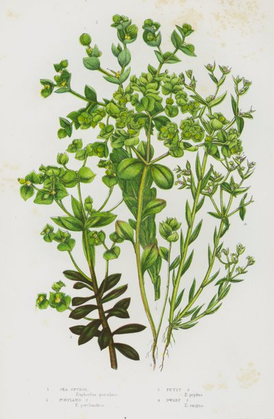 Flowering Plants of Great Britain: Sea Spurge, Portland Spurge, Petty Spurge, Dwarf Spurge by English School