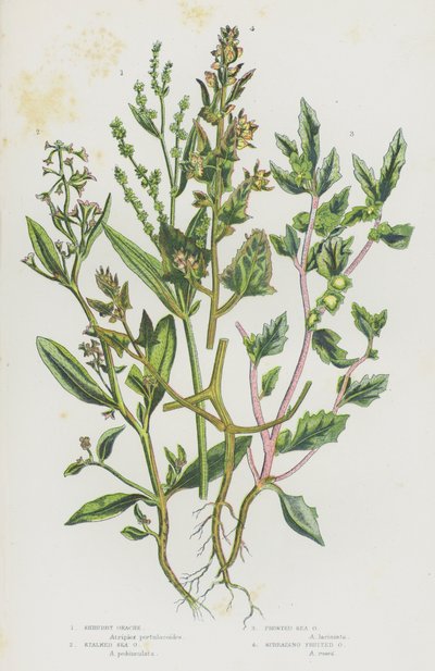 Shrubby Orache, Stalked Sea Orache, Frosted Sea Orache, Spreading Fruited Orache by English School