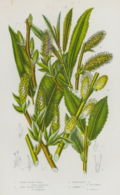 Silky Leaved Osier, Long Leaved Sallow, Ferruginous Sallow, Common Sallow by English School