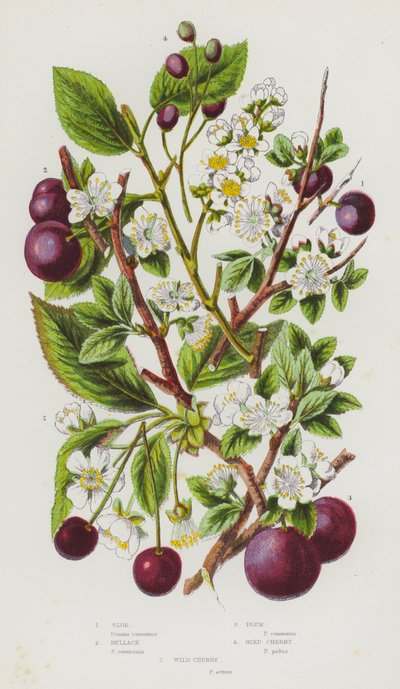 Flowering Plants of Great Britain: Sloe, Bullace, Plum, Bird Cherry, Wild Cherry by English School