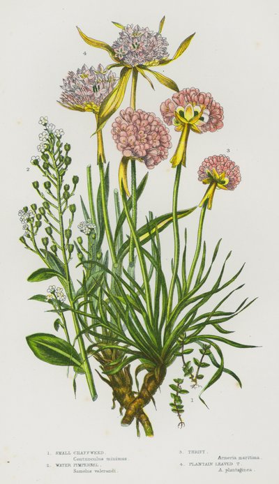 Flowering Plants of Great Britain: Small Chaffweed, Water Pimpernel, Thrift, Plantain Leaved Thrift by English School