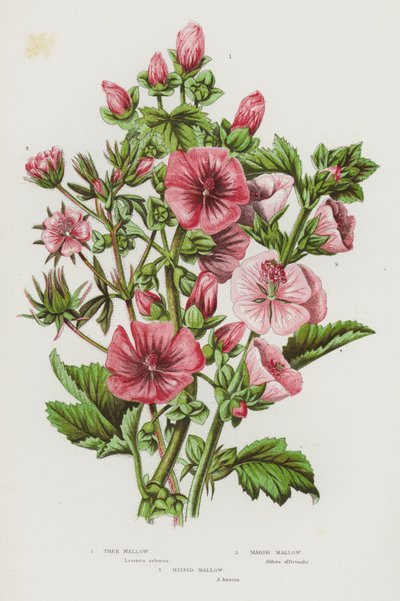 Tree Mallow, Marsh Mallow, Hispid Mallow by English School