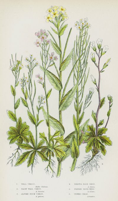 Flowering Plants of Great Britain: Wall Cress, Hairy Wall Cress, Alpine Rock Cress, Bristol Rock Cress, Fringed Rock Cress, Tower Cress by English School