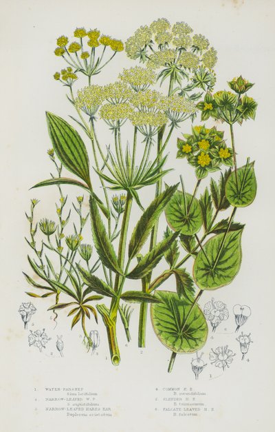Flowering Plants of Great Britain: Water-Parsnep, Narrow-Leaved Water Parsnep, Narrow-Leaved Hares Ear, Common Hares Ear, Slender Hares Ear, Falcate-Leaved Hares Ear by English School