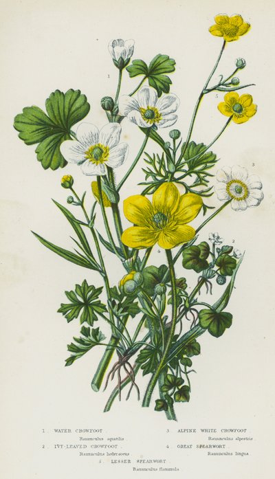 Flowering Plants of Great Britain: Water Crowfoot, Ivy-Leaved Crowfoot, Alpine White Crowfoot, Great Spearwort, Lesser Spearwort by English School