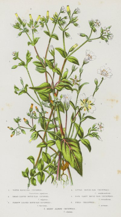 Flowering Plants of Great Britain: Water Mouse-Ear Chickweed, Broad-Leaved Mouse-Ear Chickweed, Narrow Leaved Mouse-Ear Chickweed, Little Mouse-Ear Chickweed, Four Cleft Mouse-Ear Chickweed, Field Chickweed, Hairy Alpine Chickweed by English School