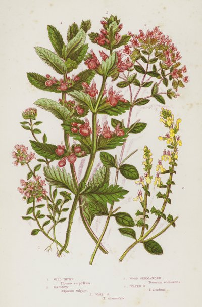 Flowering Plants of Great Britain: Wild Thyme, Majorum, Wood Germander, Water Germander, Wall Germander by English School