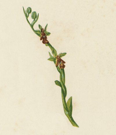 Fly Orchis, Ophrys Muscifera by English School