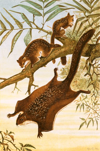 Flying Squirrel by English School