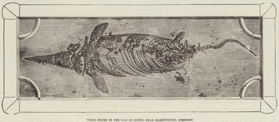 Fossil Found in the Lias Quarries, Near Glastonbury, Somerset by English School
