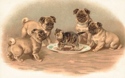 Four Pug Dogs Sitting Around a Kitten on a Plate by English School