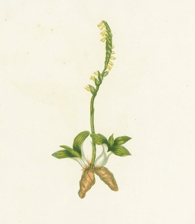 Fragrant Ladys Tresses, Neottia Spiralis by English School