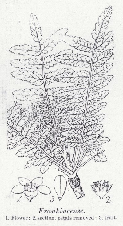 Frankincense by English School
