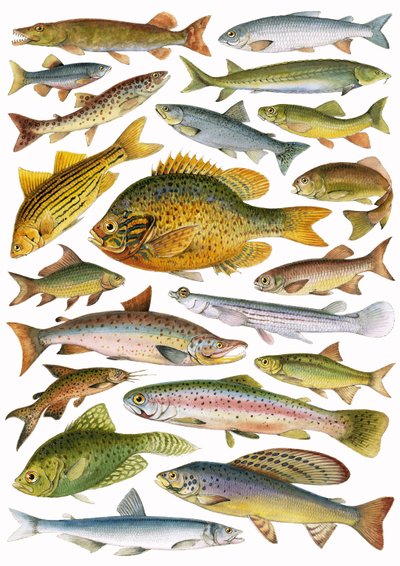 Fresh-water Fish - Canadian by English School