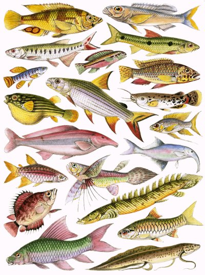 Fresh-water Fishes of the Empire - African by English School