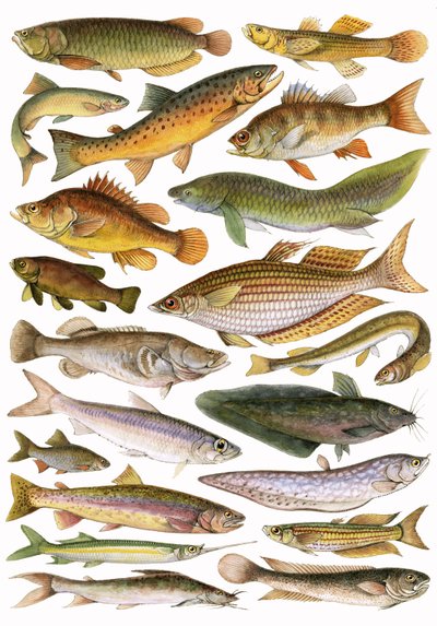 Fresh Water Fishes of the Empire - Australian Region by English School