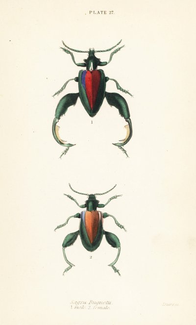 Frog Beetle, Frog-legged Beetle or Kangaroo Beetle, Sagra buqueti, Male and Female by English School