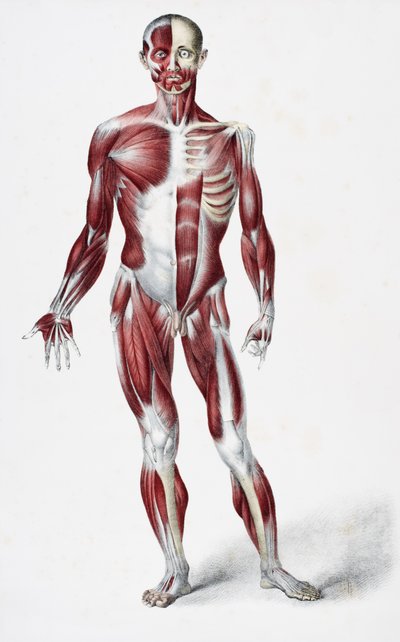 Front of the Male Human Body Showing Muscles, Sinews, and Bones, from The Vessels of the Human Body, edited by Jones Quain and William Wilson, published by Taylor and Watson, London in 1837 by English School