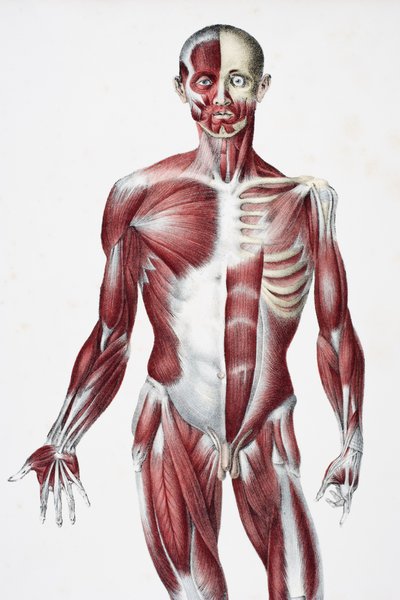 Front of the Male Human Body Showing Muscles, Sinews, and Bones, from The Vessels of the Human Body, edited by Jones Quain and William Wilson, published by Taylor and Watson, London in 1837 by English School