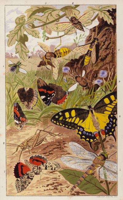 Frontispiece for Insects at Home by J G Wood by English School