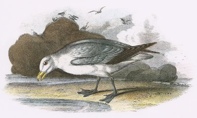 Fulmar by English School
