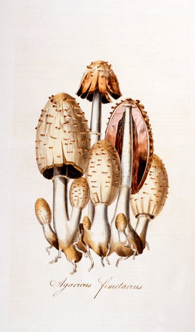 Common Ink-Cap, illustration from Flowers of London by William Curtis, published 1777-98 by English School