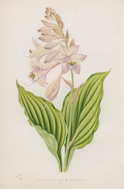 Funkia Undulata; B Variegata by English School