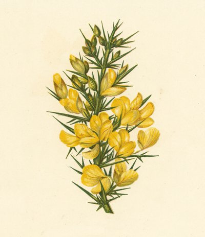 Furze, Ulex Europaeus by English School