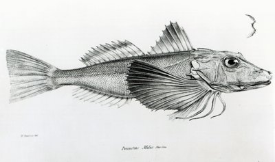 Galapagos Gurnard, plate 6 from 