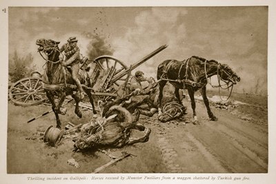Gallipoli: Horses Rescued by Munster Fusiliers from a Wagon Shattered by Turkish Gun Fire, 1914-19 by English School