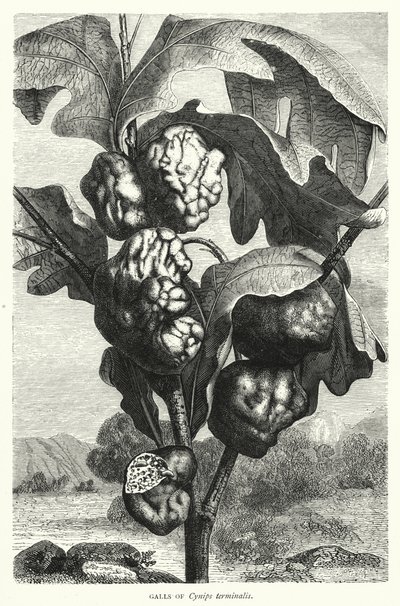 Galls of Cynips Terminalis by English School