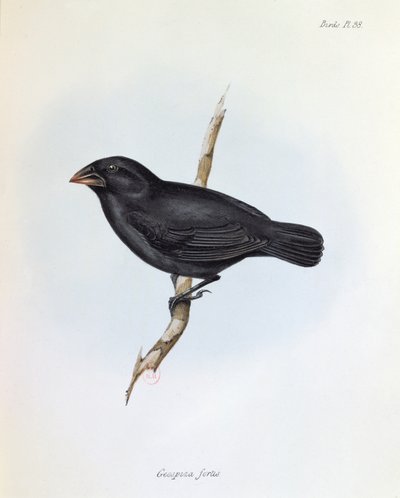 Geospiza Fortis, illustration from The Zoology of the Voyage of H.M.S. Beagle, 1832-36 by Charles Darwin, 1840 by English School