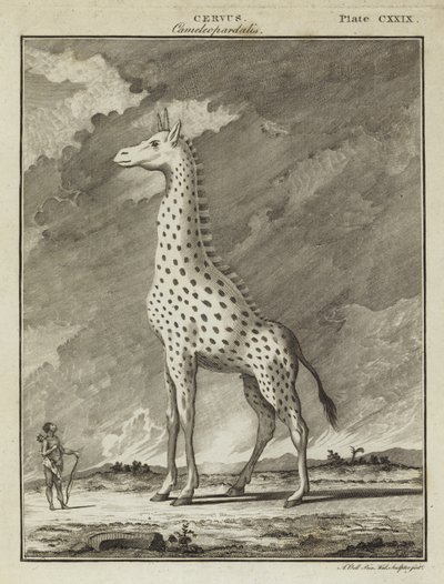 Giraffe (Cervus camelopardalis) by English School