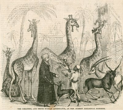 Giraffes and their Nubian attendants at the Surrey Zoological Gardens, London by English School