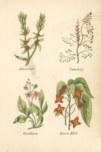Glasswort, Fumitory, Buckbean, Baren Wort by English School