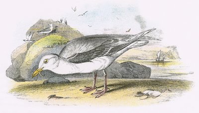 Glaucous Gull by English School