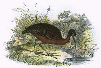 Glossy Ibis by English School