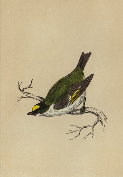 Golden-Crested Wren by English School