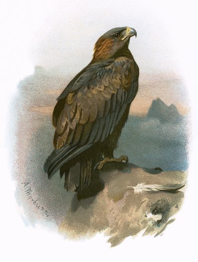Golden Eagle by English School