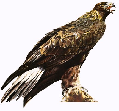 Golden Eagle by English School