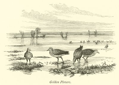 Golden Plovers by English School