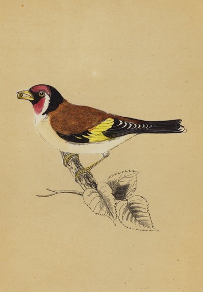 Goldfinch by English School