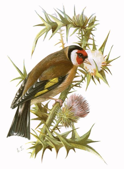 Goldfinch by English School