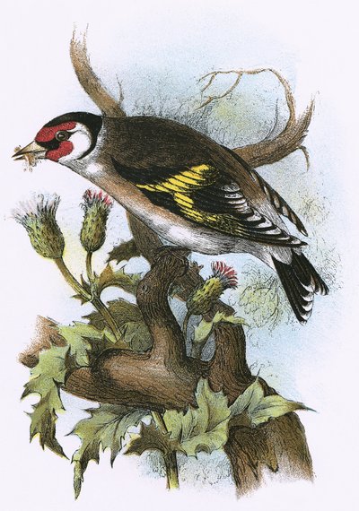Goldfinch by English School