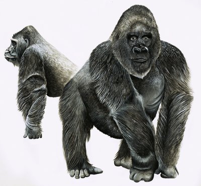 Gorillas by English School