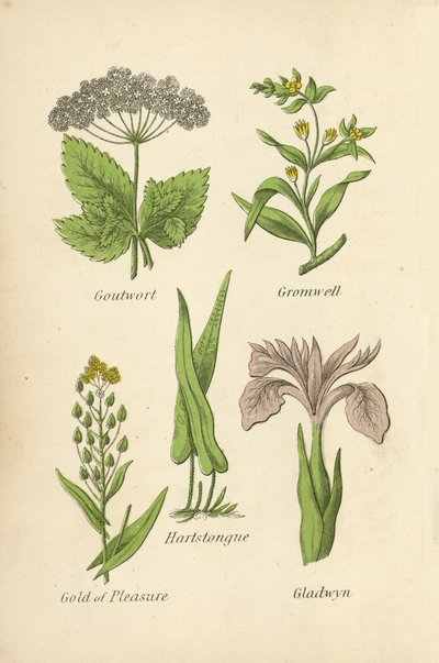 Goutwort, Gromwell, Hartstongue, Gold of Pleasure, Gladwyn by English School