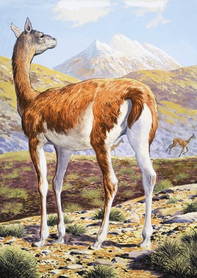 Graceful Guanacos by English School