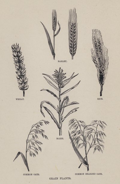 Grain plants by English School