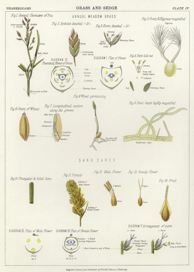 Grass and Sedge by English School